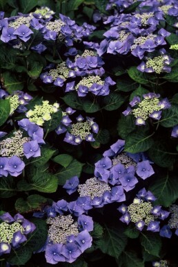 Hydrangea macrophylla 'Blaumeise' Hortensia i kruka Hydrangea macrophylla 'Blaumeise' buske
