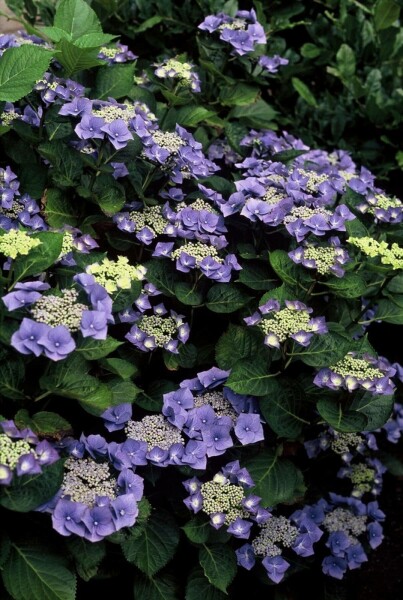 Hydrangea macrophylla 'Blaumeise' buske