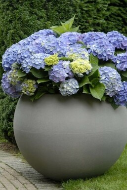 Hydrangea macrophylla 'Forever & Ever® Blue' Hortensia i kruka Hydrangea macrophylla 'Forever & Ever® Blue' buske