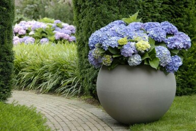 Hydrangea macrophylla 'Forever & Ever® Blue' Hortensia i kruka Hydrangea macrophylla 'Forever & Ever® Blue' buske