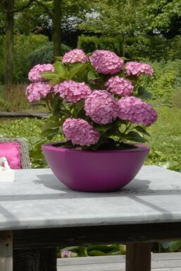 Hydrangea macrophylla 'Forever & Ever® Pink' Hortensia i kruka Hydrangea macrophylla 'Forever & Ever® Pink' buske