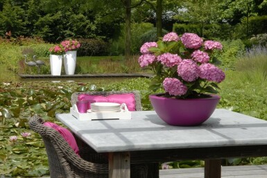 Hydrangea macrophylla 'Forever & Ever® Pink' Hortensia i kruka Hydrangea macrophylla 'Forever & Ever® Pink' buske