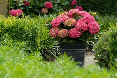 Hydrangea macrophylla 'Forever & Ever® Red' Hortensia i kruka Hydrangea macrophylla 'Forever & Ever® Red' buske