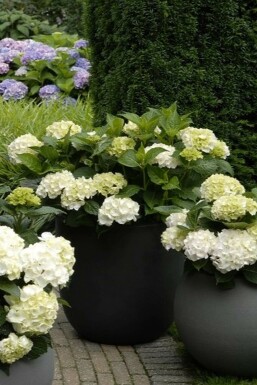 Hydrangea macrophylla 'Forever & Ever® White' Hortensia i kruka Hydrangea macrophylla 'Forever & Ever® White' buske