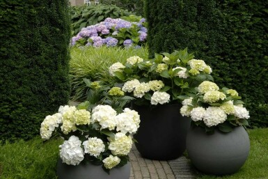 Hydrangea macrophylla 'Forever & Ever® White' Hortensia i kruka Hydrangea macrophylla 'Forever & Ever® White' buske