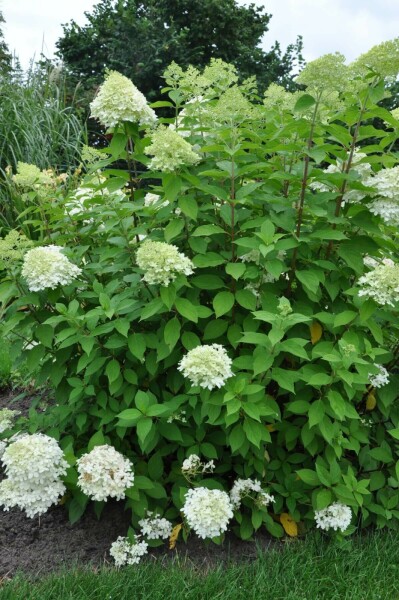 Hydrangea paniculata 'Limelight' C3 40-50