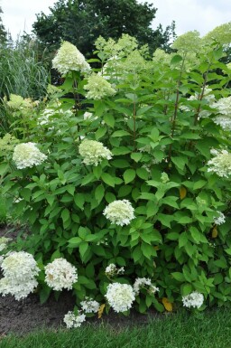Hydrangea paniculata 'Limelight' Vipphortensia i kruka Hydrangea paniculata 'Limelight' buske