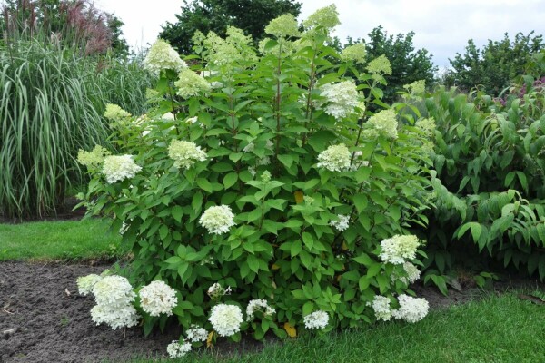 Hydrangea paniculata 'Limelight' buske