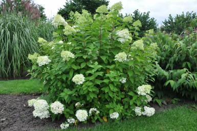Hydrangea paniculata 'Limelight' Vipphortensia i kruka Hydrangea paniculata 'Limelight' buske