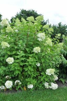 Hydrangea paniculata 'Limelight' C3 40-50