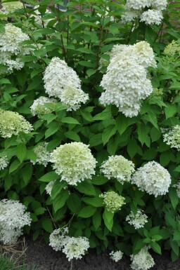 Hydrangea paniculata 'Limelight' C3 40-50
