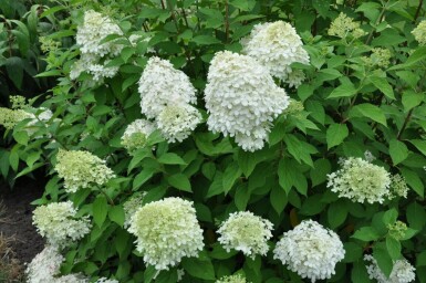 Hydrangea paniculata 'Limelight' C3 40-50