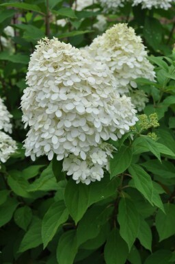 Hydrangea paniculata 'Limelight' C3 40-50