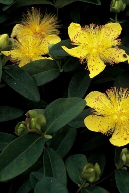 Hypericum calycinum Prakthyperikum i kruka Hypericum calycinum