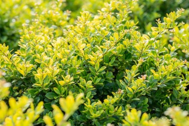 Ilex crenata 'Golden Gem' P9 5-10