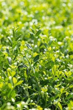 Ilex crenata 'Stokes' Japansk järnek i kruka Ilex crenata 'Stokes' buske