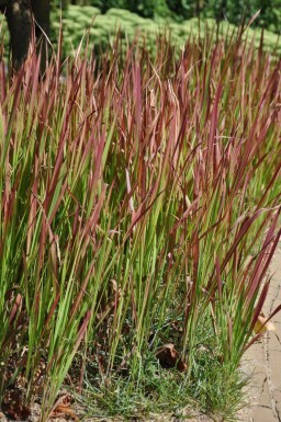 Imperata cylindrica 'Red Baron' Japanskt blodgräs i kruka Imperata cylindrica 'Red Baron'