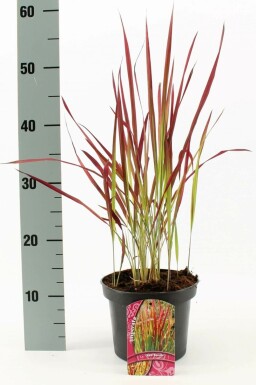 Imperata cylindrica 'Red Baron' Japanskt blodgräs i kruka Imperata cylindrica 'Red Baron'
