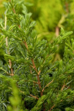 Juniperus communis 'Repanda' En i kruka Juniperus communis 'Repanda' buske