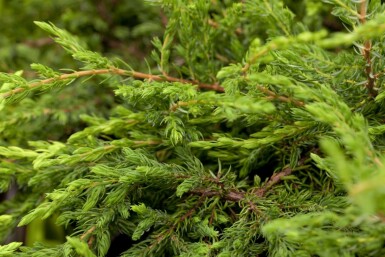 Juniperus communis 'Repanda' buske 30–40 cm C2