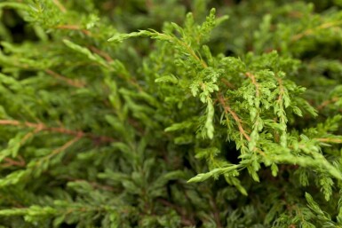 Juniperus communis 'Repanda' buske 30–40 cm C2