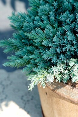 Juniperus squamata 'Blue Star' Himalayaen i kruka Juniperus squamata 'Blue Star' buske