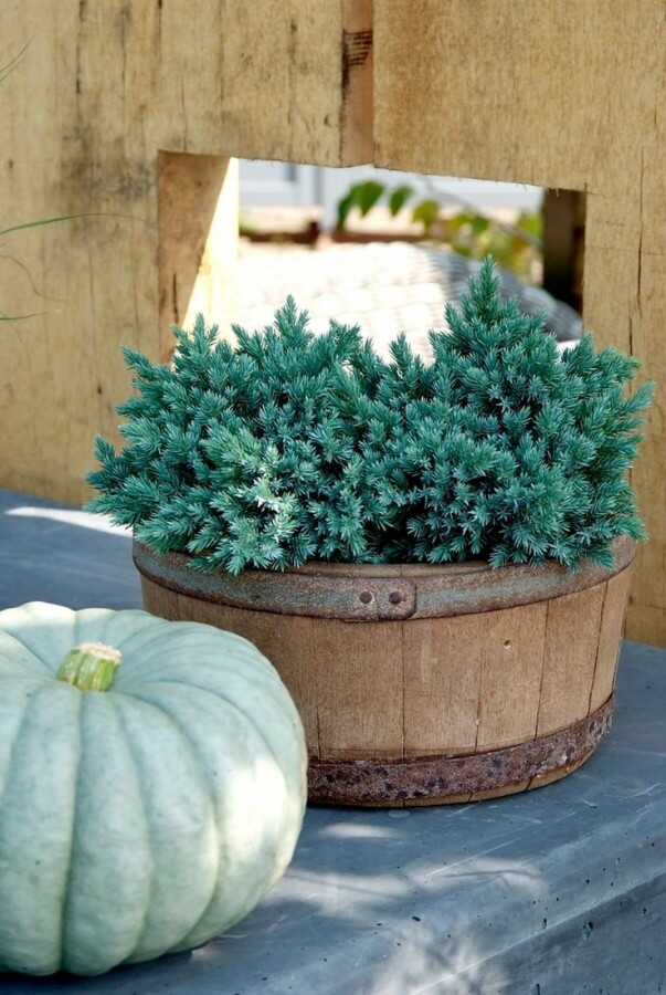 Himalayaen Juniperus squamata 'Blue Star' buske 15-20 C2 Juniperus squamata 'Blue Star' buske 15-20 cm