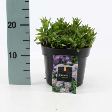 Kalimeris incisa 'Nana Blue' FjÀderaster i kruka Kalimeris incisa 'Nana Blue'