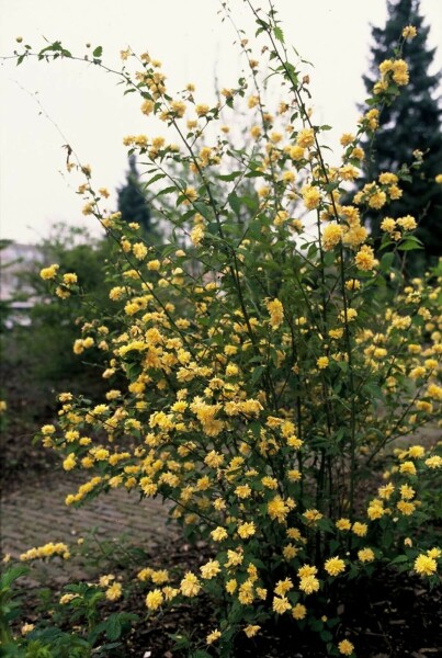 Kerria japonica 'Pleniflora' buske