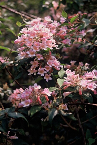 Kolkwitzia amabilis 'Pink Cloud' buske