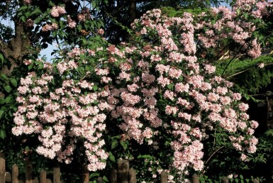 Kolkwitzia amabilis 'Pink Cloud' C4 40-60