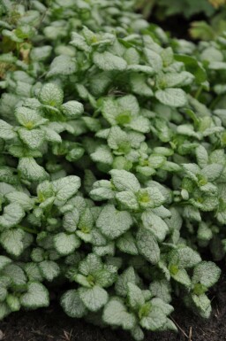 Lamium maculatum 'White Nancy' Rosenplister i kruka Lamium maculatum 'White Nancy'