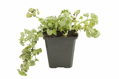 Lamium maculatum 'White Nancy' Rosenplister i kruka Lamium maculatum 'White Nancy'