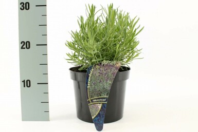 Lavandula angustifolia 'Munstead' Lavendel i kruka Lavandula angustifolia 'Munstead'