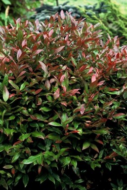 Leucothoe 'Zeblid' Vinterrosling i kruka Leucothoe 'Zeblid' buske