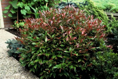 Leucothoe 'Zeblid' Vinterrosling i kruka Leucothoe 'Zeblid' buske