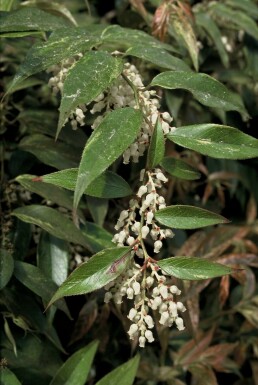 Leucothoe fontanesiana 'Rainbow' C2 25-30