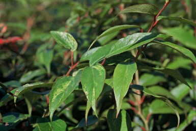 Leucothoe fontanesiana 'Rainbow' C2 25-30