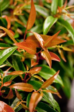 Leucothoe keiskei 'Royal Ruby' Rubinrosling i kruka Leucothoe keiskei 'Royal Ruby' buske