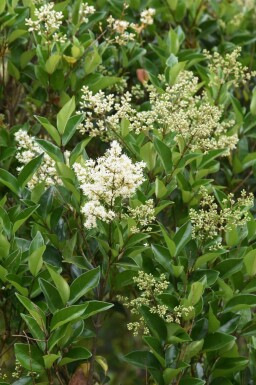 Ligustrum lucidum Glansliguster i kruka Ligustrum lucidum buske