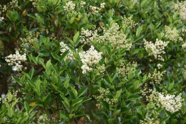 Ligustrum lucidum Glansliguster i kruka Ligustrum lucidum buske
