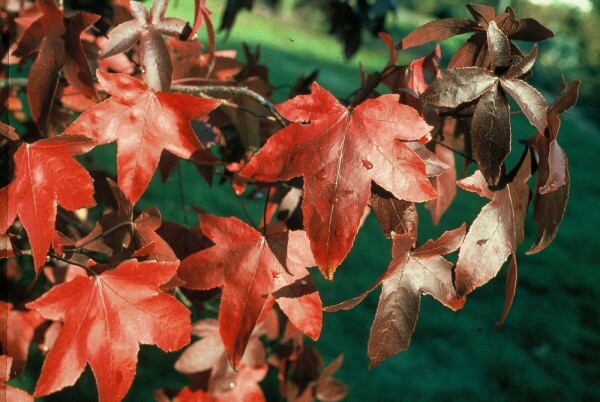 Liquidambar styraciflua 'Worplesdon' buske