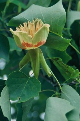 Liriodendron tulipifera Tulpanträd i kruka Liriodendron tulipifera buske