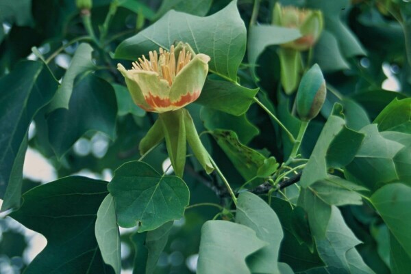 Liriodendron tulipifera buske