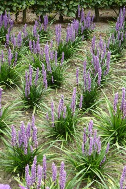 Liriope muscari 'Moneymaker' Mörk druvlilja i kruka Liriope muscari 'Moneymaker'