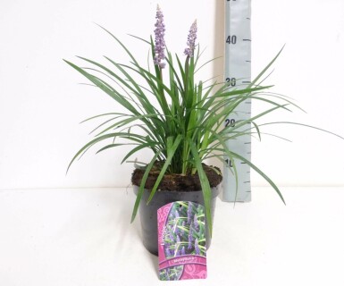 Liriope muscari 'Moneymaker' Mörk druvlilja i kruka Liriope muscari 'Moneymaker'