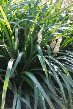 Liriope muscari 'Monroe White' Mörk druvlilja i kruka Liriope muscari 'Monroe White'
