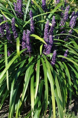 Liriope muscari 'Royal Purple' Mörk druvlilja i kruka Liriope muscari 'Royal Purple'