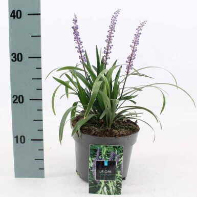 Liriope muscari 'Royal Purple' Mörk druvlilja i kruka Liriope muscari 'Royal Purple'