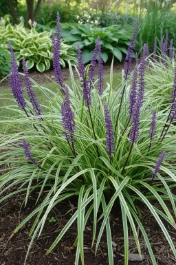 Liriope muscari 'Silvery Sunproof' Mörk druvlilja i kruka Liriope muscari 'Silvery Sunproof'